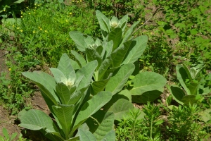 Comon Mullein - Verbascum thapsus