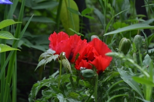 Oriental Poppy - Papaver orientale