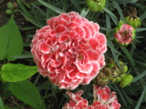 Carnation - Dianthus